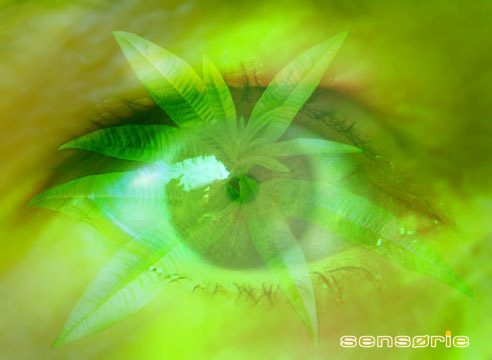 Oeil_vert